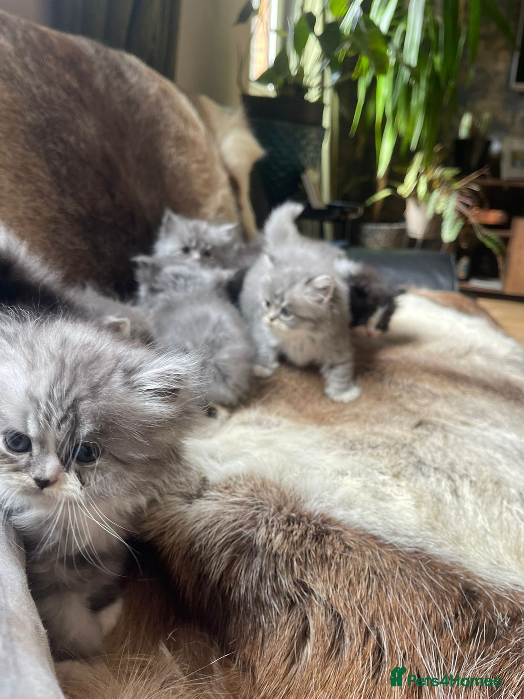 Persian cats for sale: Beautiful fluffy kittens very affectionate  - Image 22