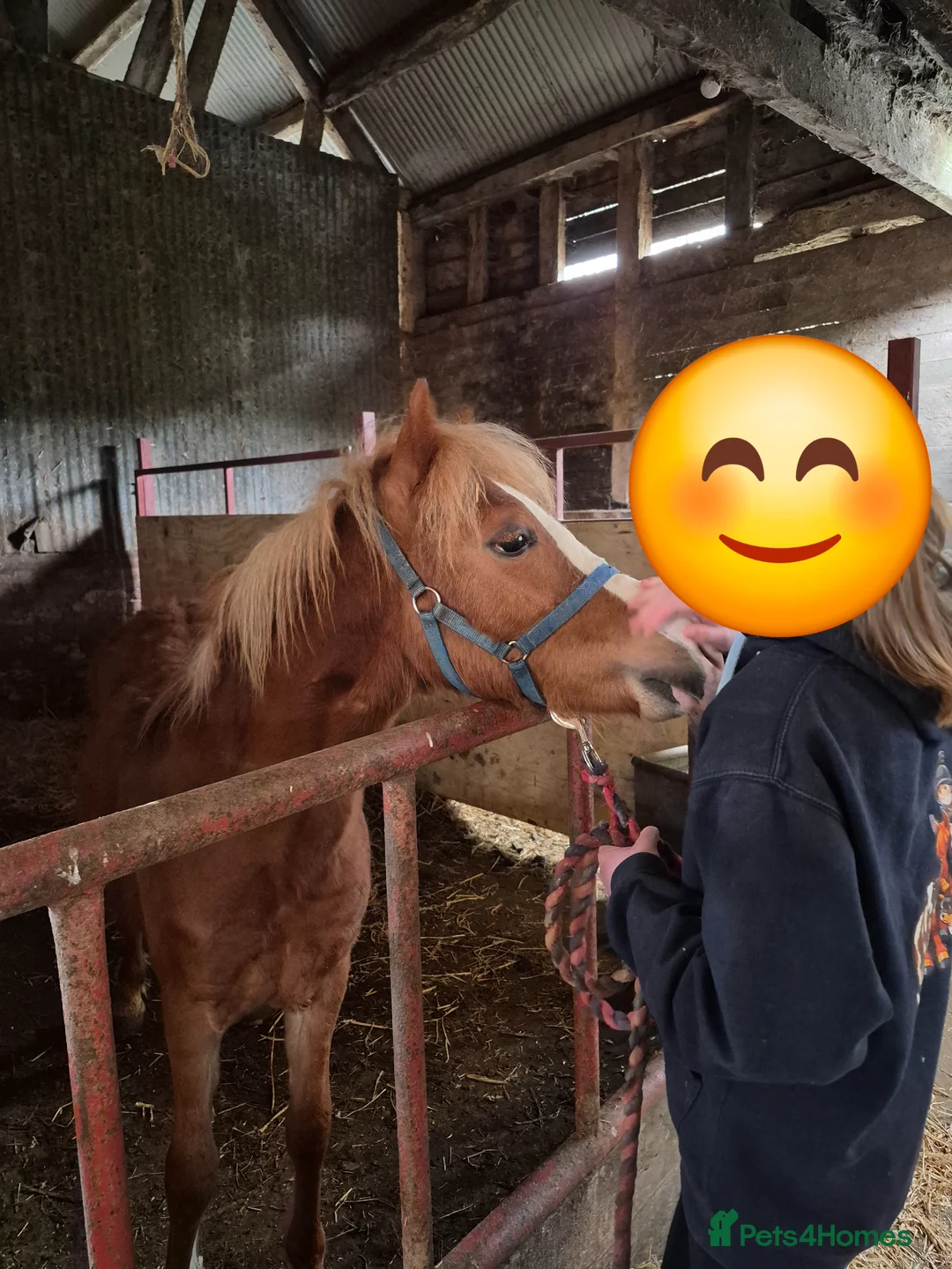 Welsh Section A horses for sale: Welsh X Chestnut Gelded Foal - Advert 4