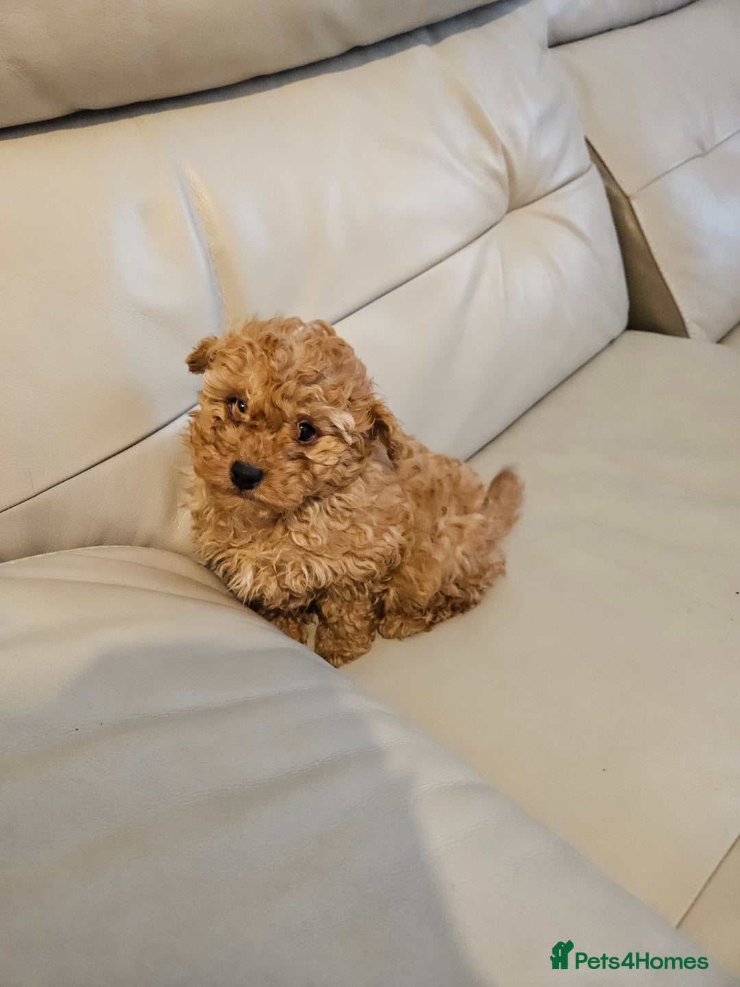 Toy Poodle dogs for sale: Last toy poodle boy remaining  - Advert 6