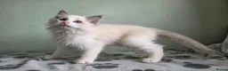 Ragdoll cats for sale: GCCF-registered Ragdoll kittens - Advert 20