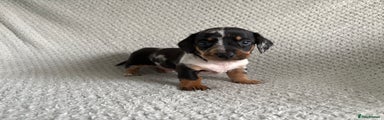 Miniature Dachshund Puppy 2