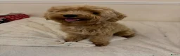 Maltipoo dogs for sale: Maltipoo male 1 year old  in Ossett - Advert 4