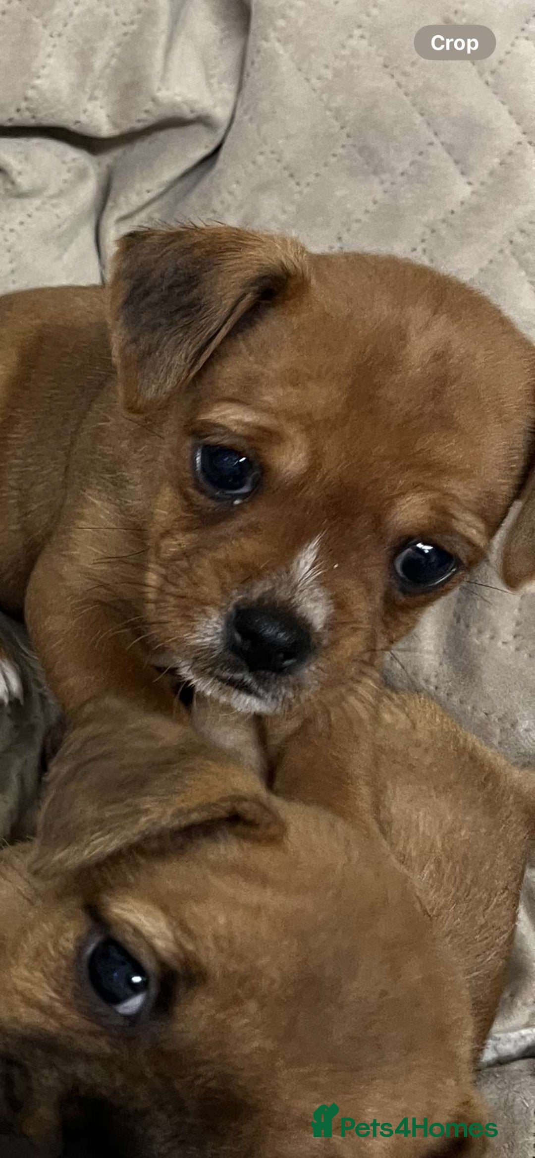 Jug dogs for sale: Last female jug puppy ready now  - Image 5