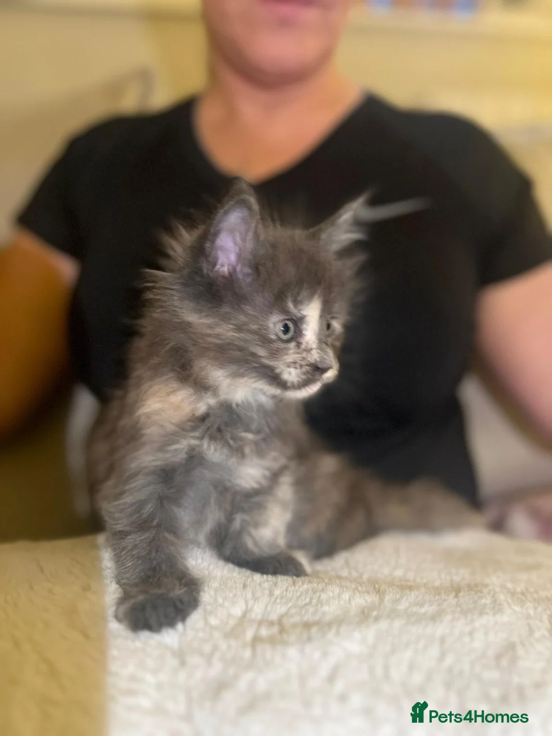 Maine Coon cats for sale: Rare stunning tri blue torti main coon kittens - Advert 6