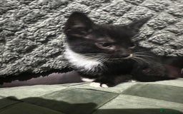 Mixed Breed cats for sale: 3 beautiful kittens for sale  - Image 2