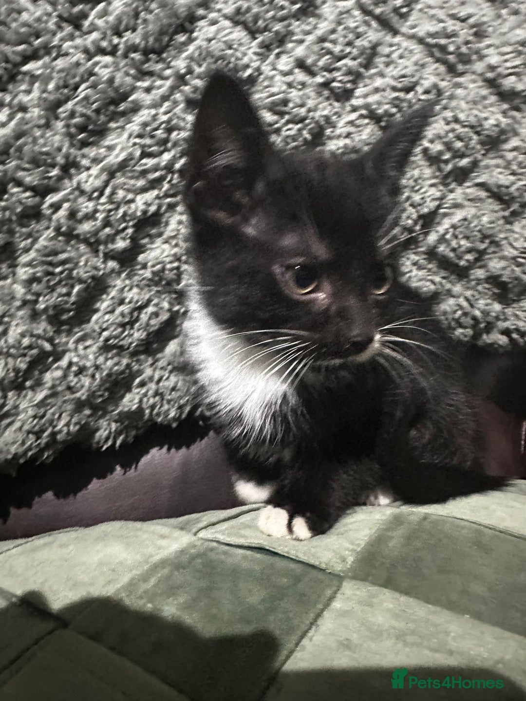 Mixed Breed cats for sale: 3 beautiful kittens for sale  - Image 2