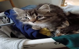 Mixed Breed cats for sale: Kittens Long Hair and Short Hair - Image 1