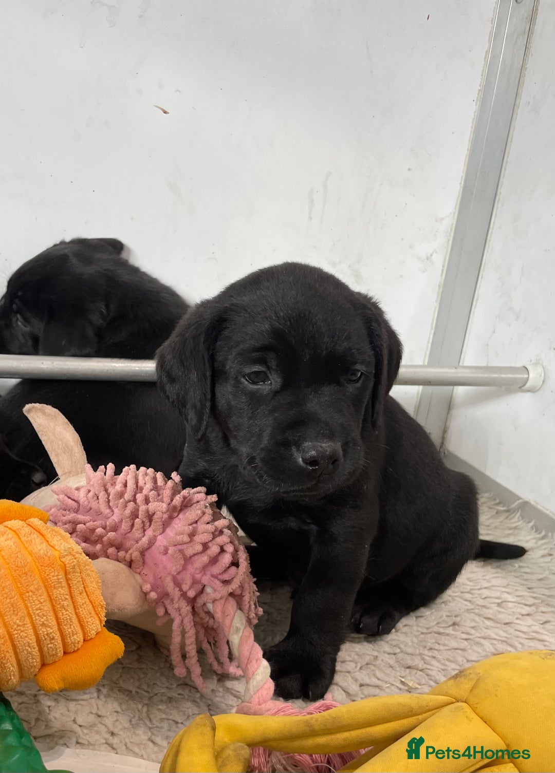 Labrador Retriever dogs for sale: Black Labrador puppies - Image 5