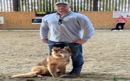 German Shepherd dogs for sale: Beautiful Isabella 10month old female  - Image 5