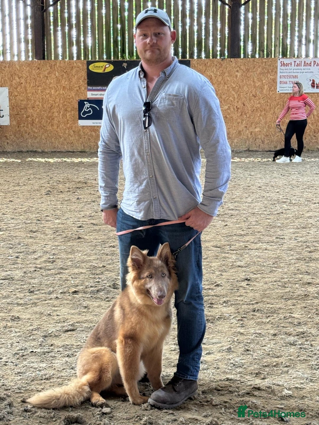 German Shepherd dogs for sale: Beautiful Isabella 10month old female  - Image 5