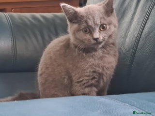 British Shorthair cats - Advert 1