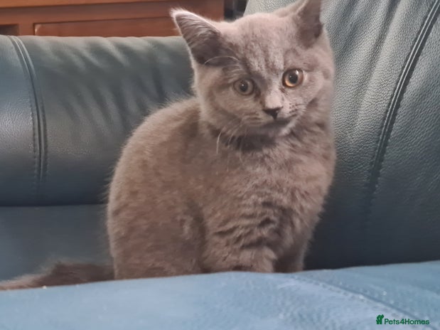 British Shorthair cats - Advert 2