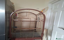 Cockatiels birds for sale: FEMAIL COCKATIEL  - Image 5