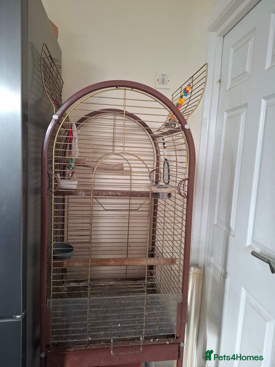 Cockatiels birds for sale: FEMAIL COCKATIEL  - Image 5