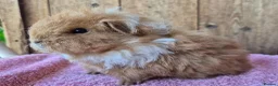 Guinea Pig rodents for sale: Sheltie and texel sows and sheltie boar.  - Advert 7