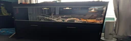 Bearded Dragon reptiles for sale: Orange bearded dragon and new vivarium  in Burton-on-Trent - Advert 7