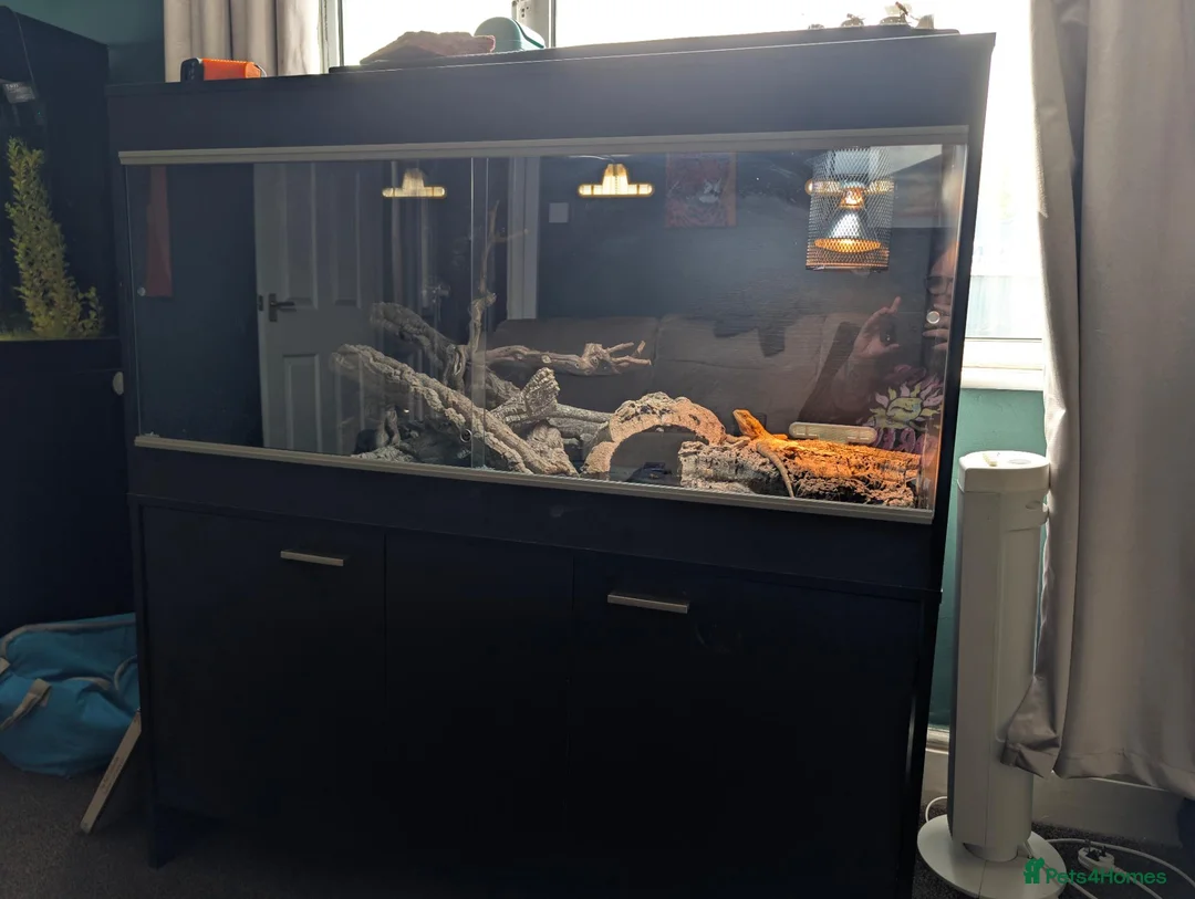 Bearded Dragon reptiles for sale: Orange bearded dragon and new vivarium  in Burton-on-Trent - Advert 7