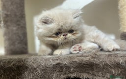 Persian cats for sale: Pedigree Persian Kittens ready to be rehomed - Image 31
