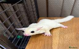Sugar Glider rodents for sale:  2 Female Sugar Gliders – 5 Months Old (Tame) - Image 2