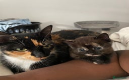Domestic Shorthair cats for sale: Beautiful kittens are looking for forever homes! - Image 12