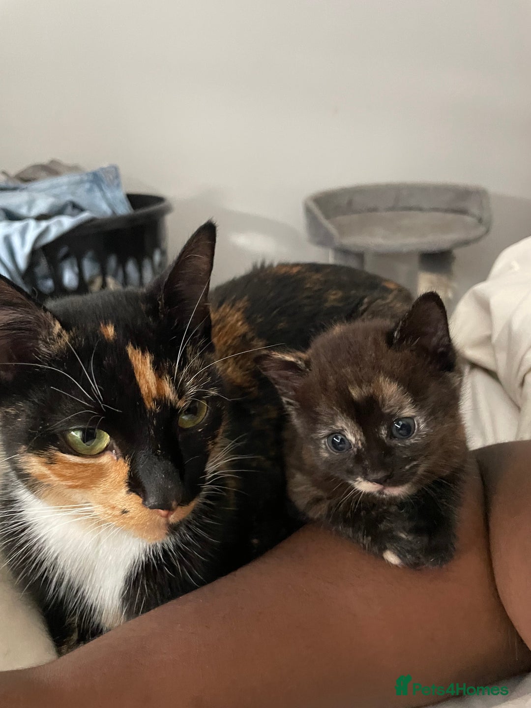Domestic Shorthair cats for sale: Beautiful kittens are looking for forever homes! - Image 12