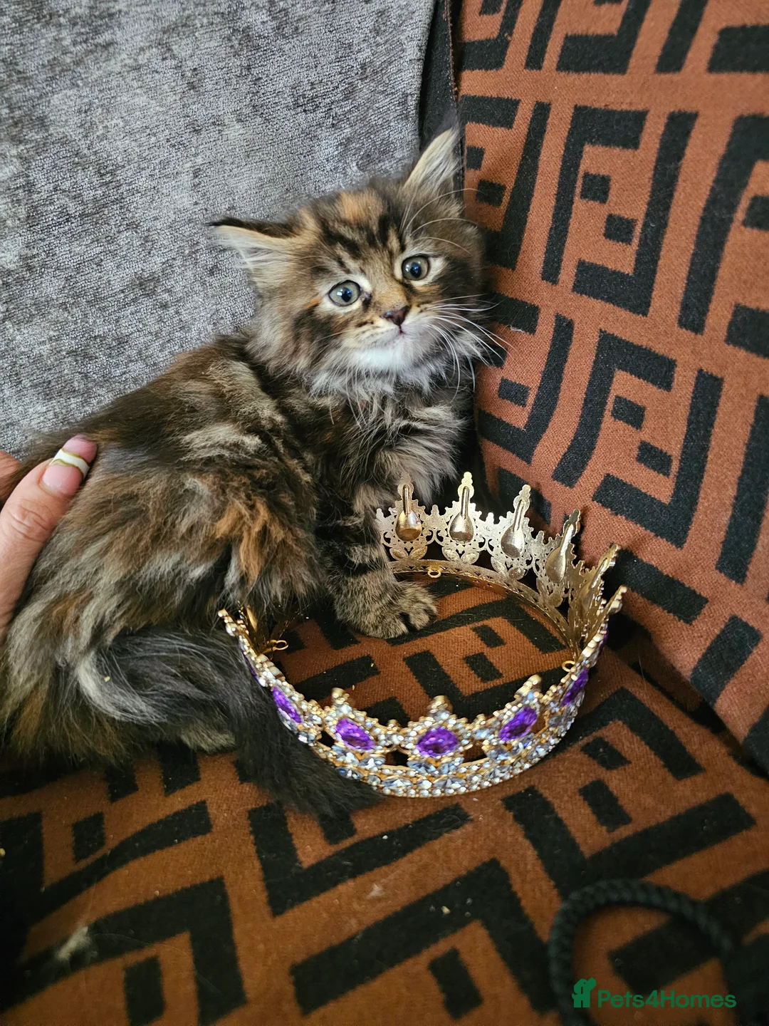 Maine Coon cats for sale:  Beautiful Siberian x Maine Coon Kittens Available - Advert 22