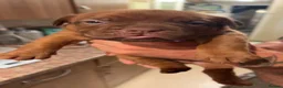 Dogue De Bordeaux dogs for sale: Dogue De Bordeaux Puppies - Advert 5