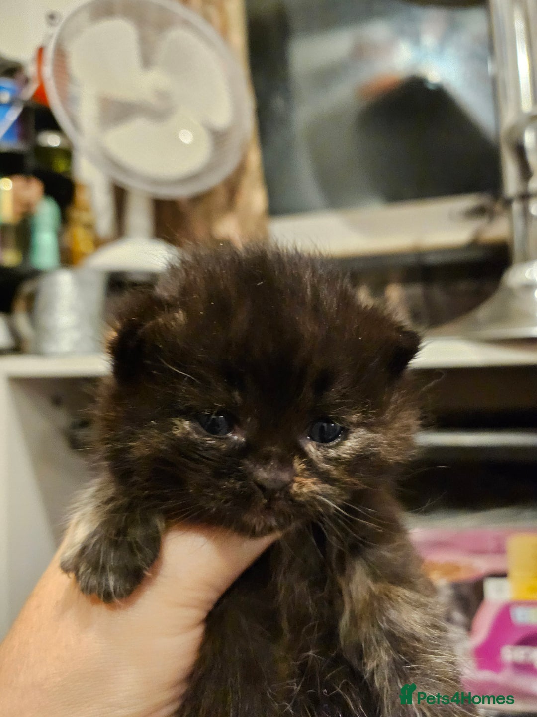 British Longhair cats for sale: BLH and BSH - Advert 12