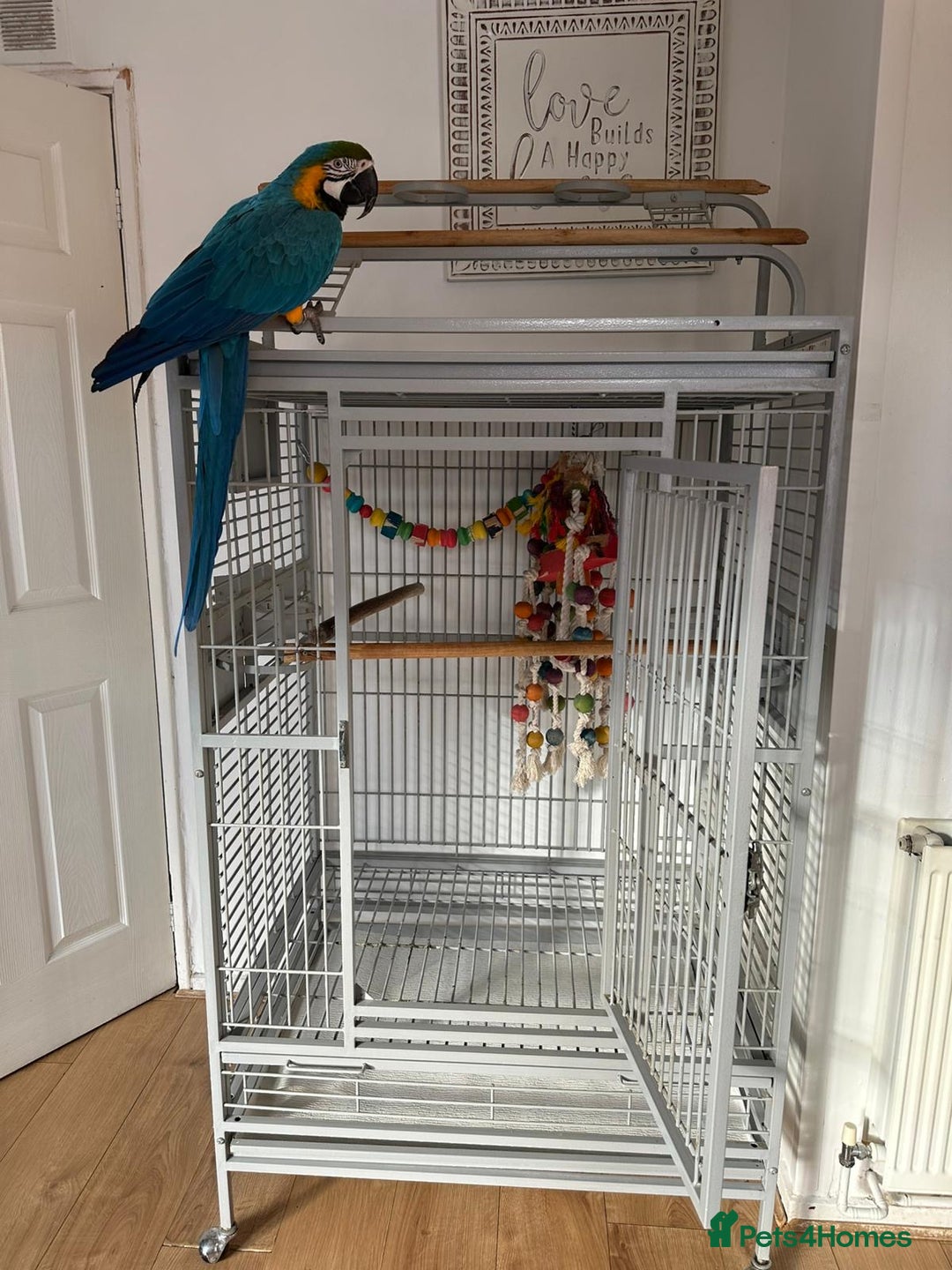 Macaws birds for sale: Blue and gold macaw 5 years old  - Image 6