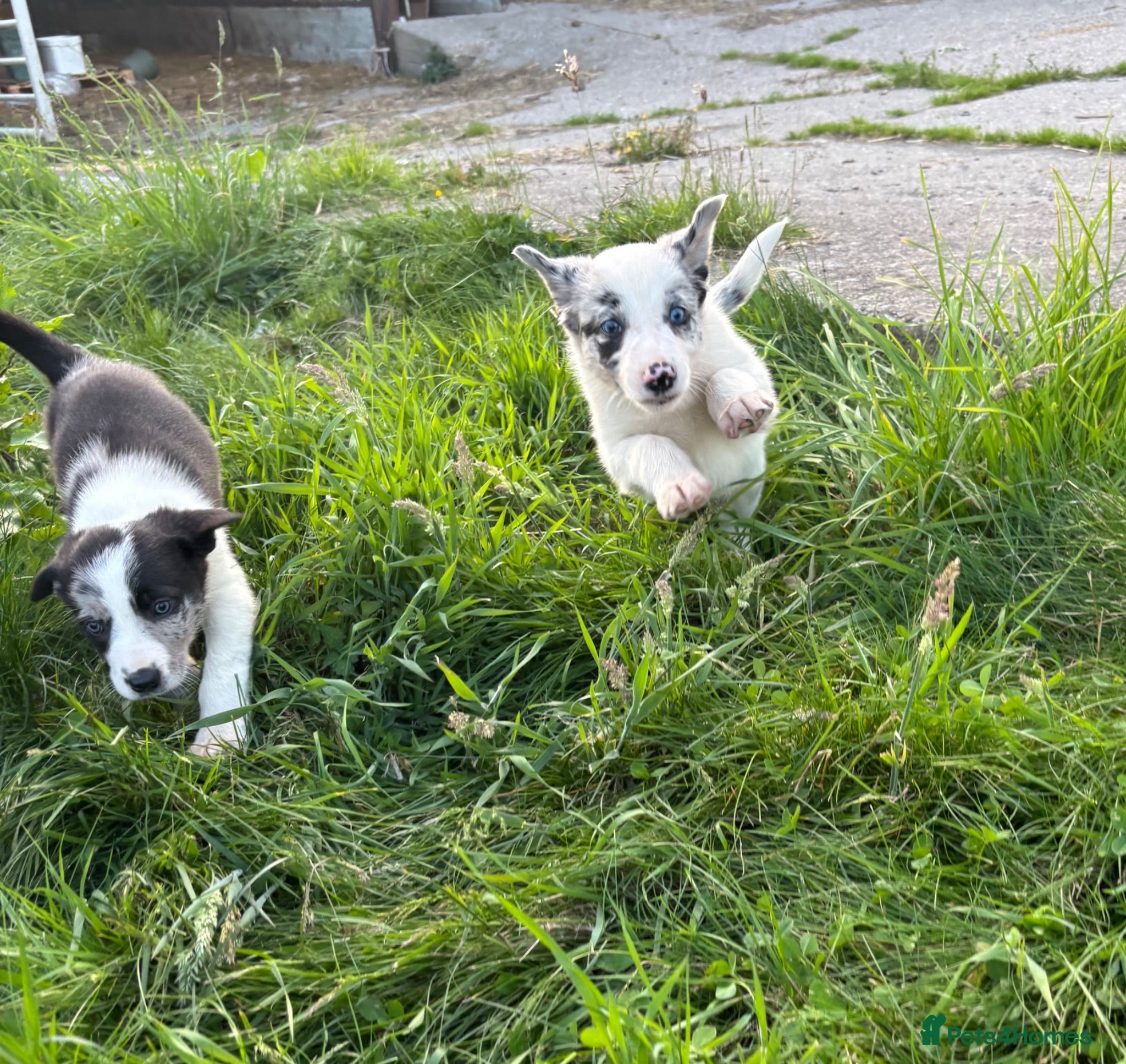 Border Collie dogs Beautiful pups for sale  - Advert 2