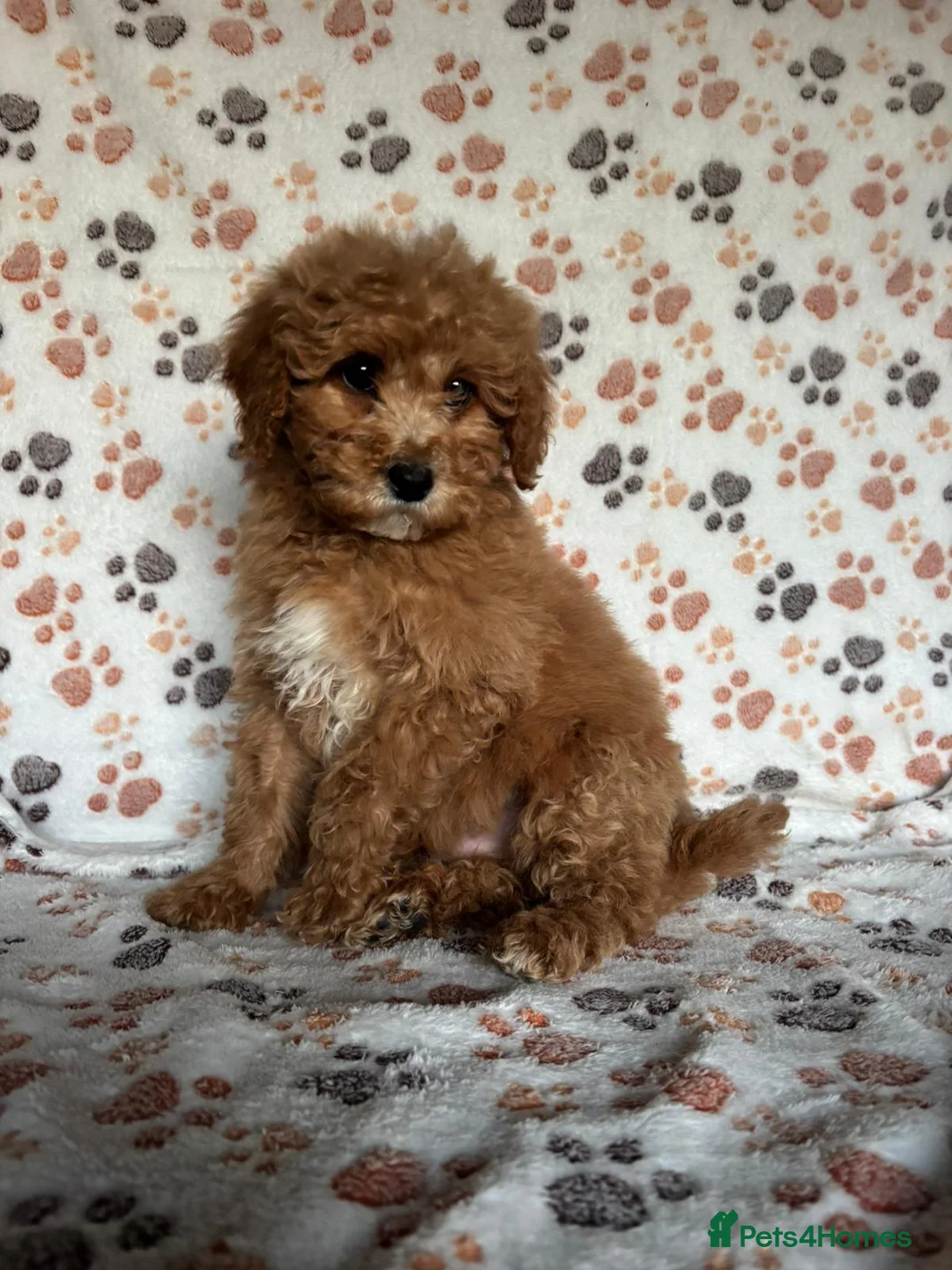 Cavapoo dogs for sale: Beautiful red Cavapoos  in Sheerness - Advert 9