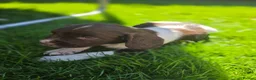 English Springer Spaniel dogs for sale: Springer spaniel puppies in Bungay - Advert 6