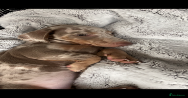 Miniature Dachshund dogs Isabelle tan dapple miniature dachshund KC reg - Advert 12