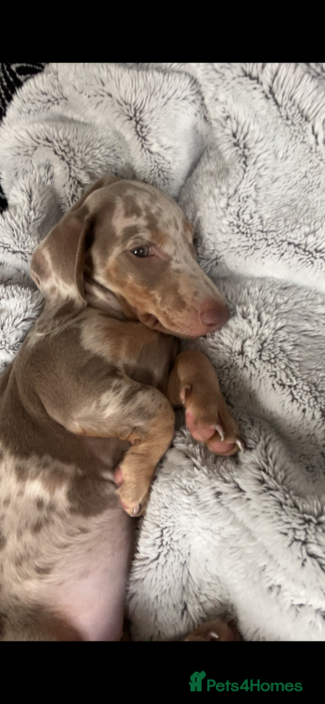 Miniature Dachshund dogs for sale: Isabelle tan dapple miniature dachshund KC reg - Advert 2