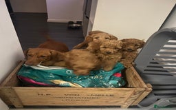 Cavapoo dogs for sale: Cavapoo puppies for sale - Image 7