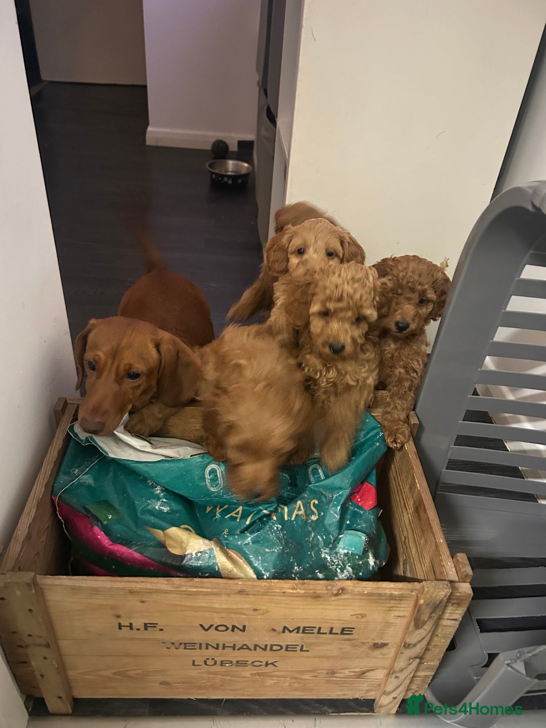 Cavapoo dogs for sale: Cavapoo puppies for sale - Image 7