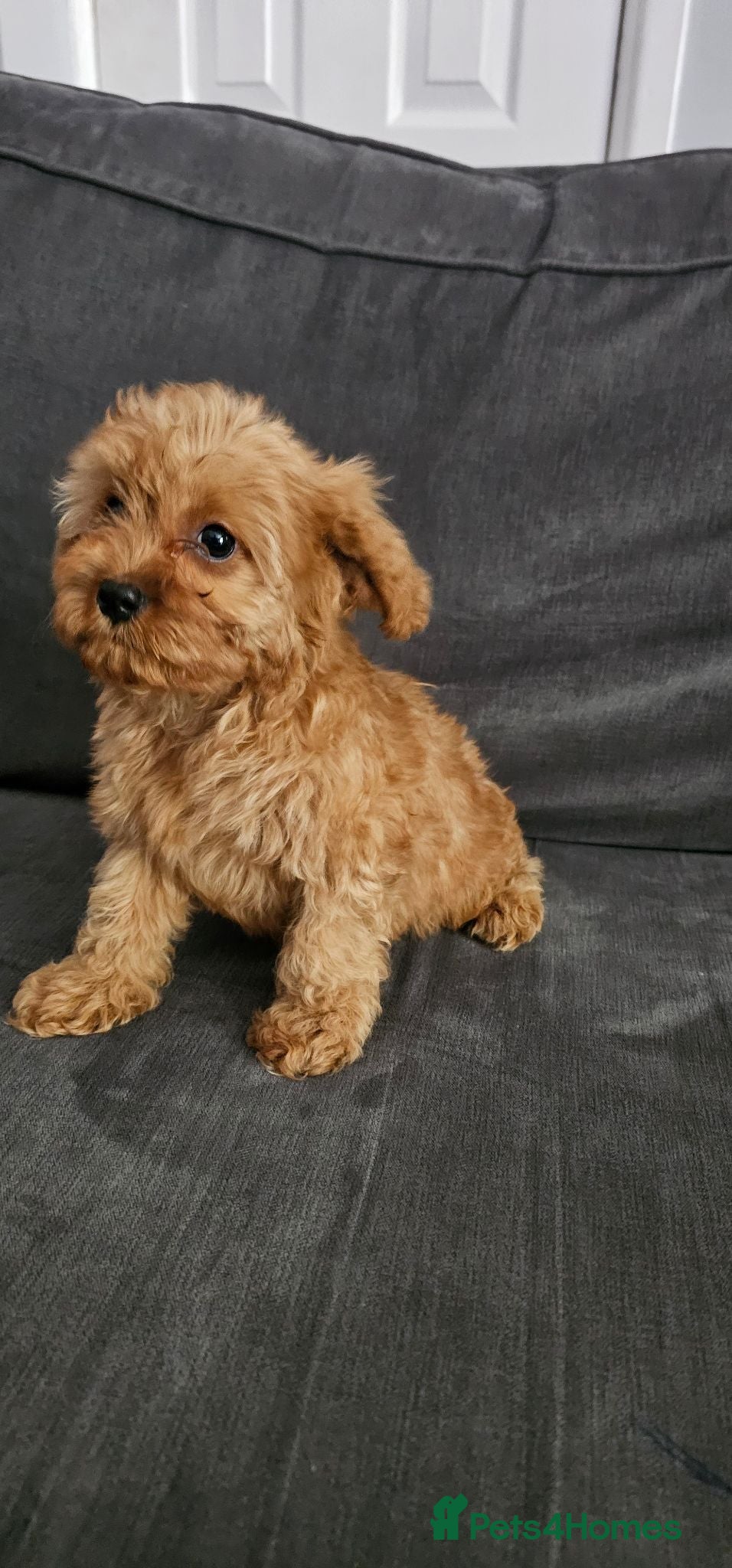 Cavapoo dogs Cavapoo Deep Red Puppies  - Advert 3