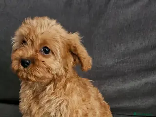 Cavapoo dogs Cavapoo Deep Red Puppies - Advert 2