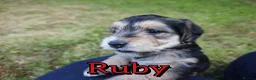 Mixed Breed dogs for sale: Loving Parsons Russell Cross Puppies  - Advert 23