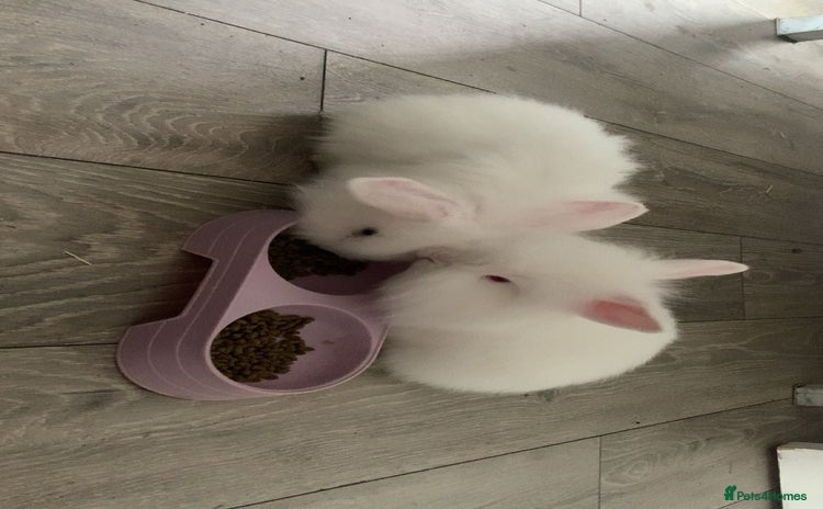 Lionhead rabbits 2 white double lion head  - Advert 6