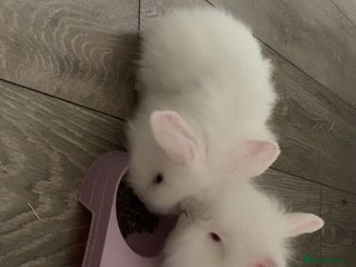 Lionhead rabbits 2 white double lion head - Advert 16