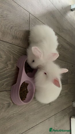 Lionhead rabbits 2 white double lion head - Advert 1