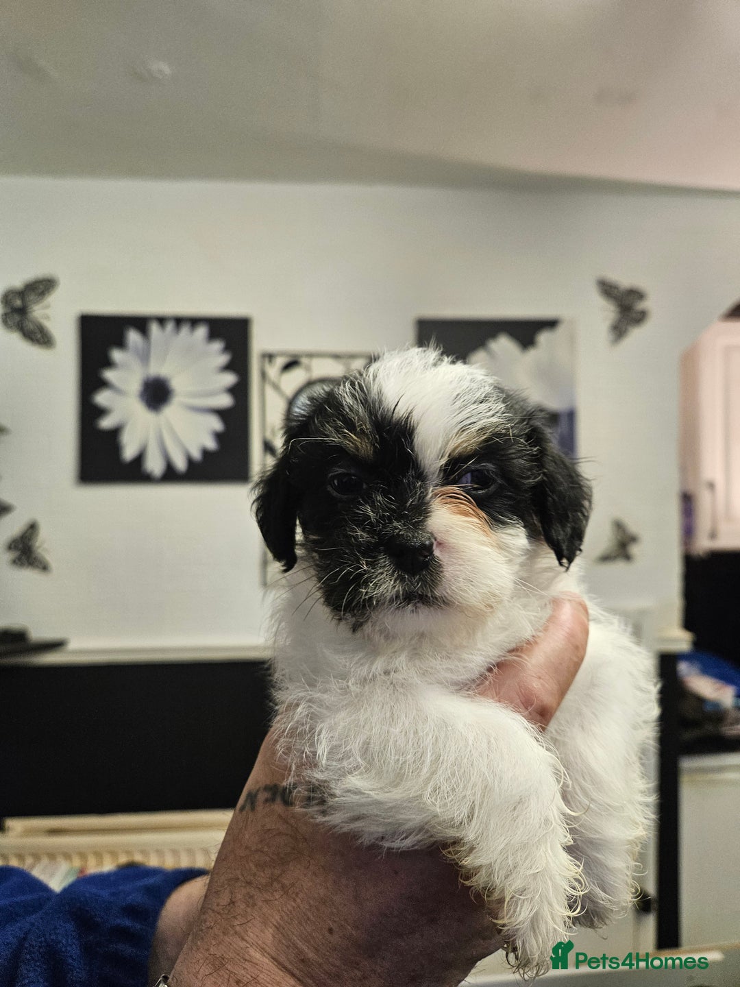 Mixed Breed dogs for sale: Jackallhapso - Advert 4