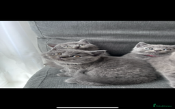 British Shorthair cats for sale: PURE PEDIGREE BSH KITTENS - Image 26