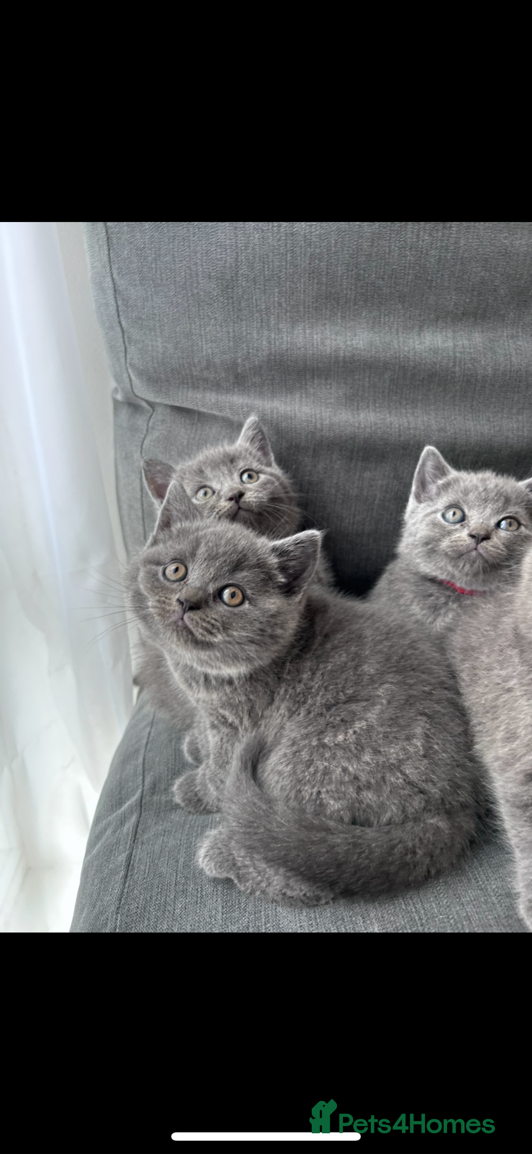 British Shorthair cats for sale: PURE PEDIGREE BSH KITTENS - Image 26