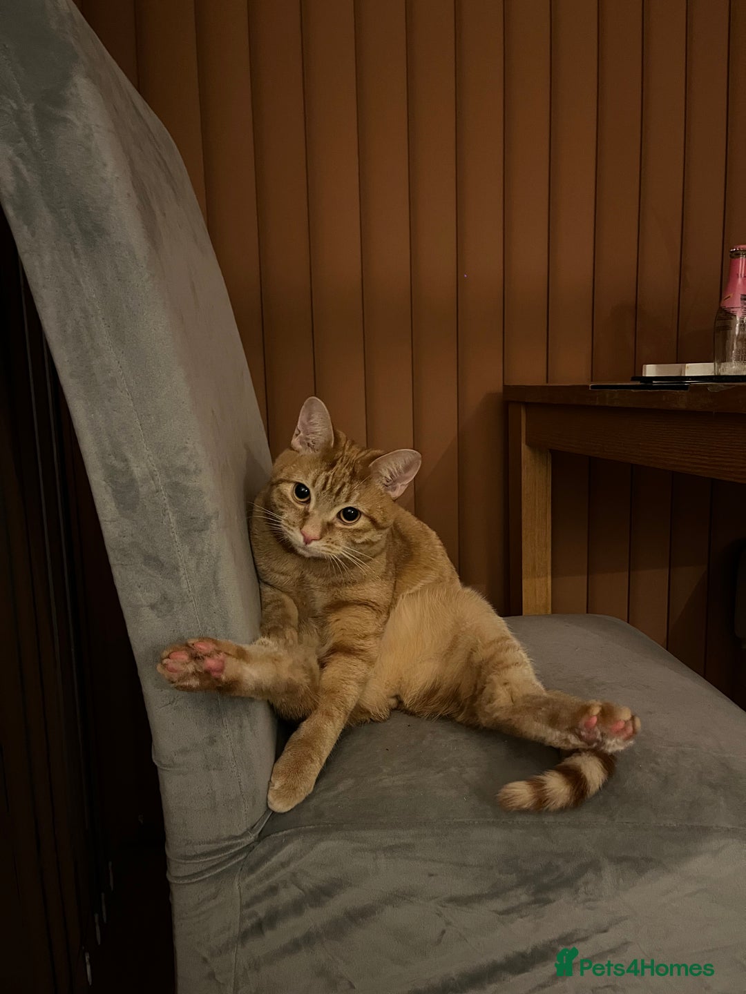 Mixed Breed cats for sale: Peppa and Roni looking for a new loving home! - Advert 10