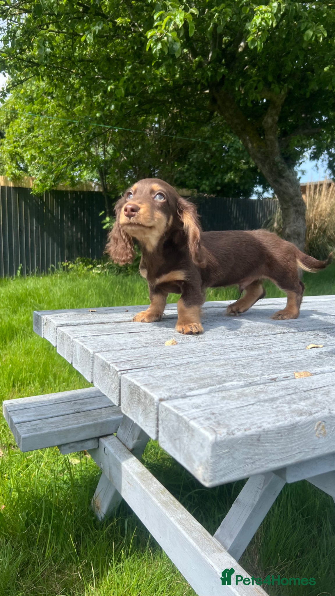 Miniature Dachshund dogs     REDUCED ⭐ last Mini Long-haired Boy• KC reg - Advert 3