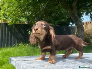 Miniature Dachshund dogs REDUCED ⭐ last Mini Long-haired Boy• KC reg - Advert 3