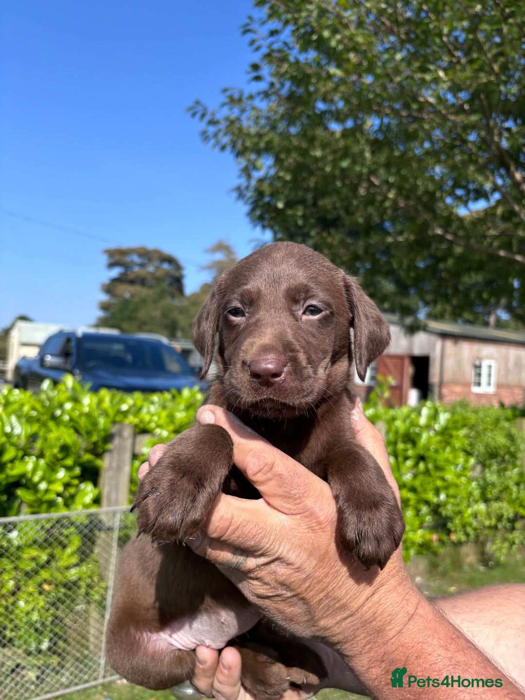 Labrador Retriever dogs for sale: Quality Working Labrador pups for sale  - Advert 3