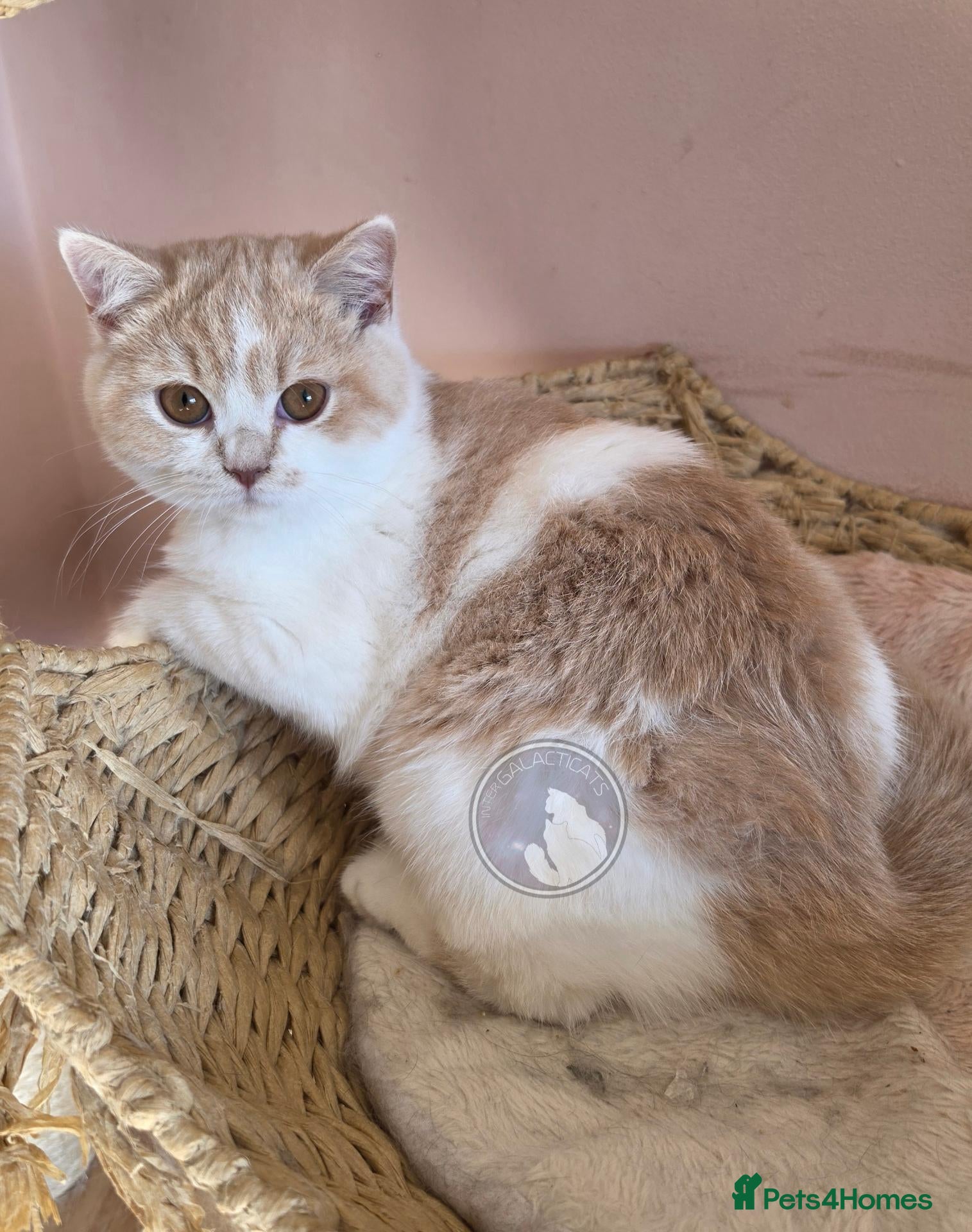 British Shorthair cats GCCF chunky British shorthair kittens - Advert 2